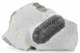 Detailed Austerops Trilobite - Ofaten, Morocco #356920-3